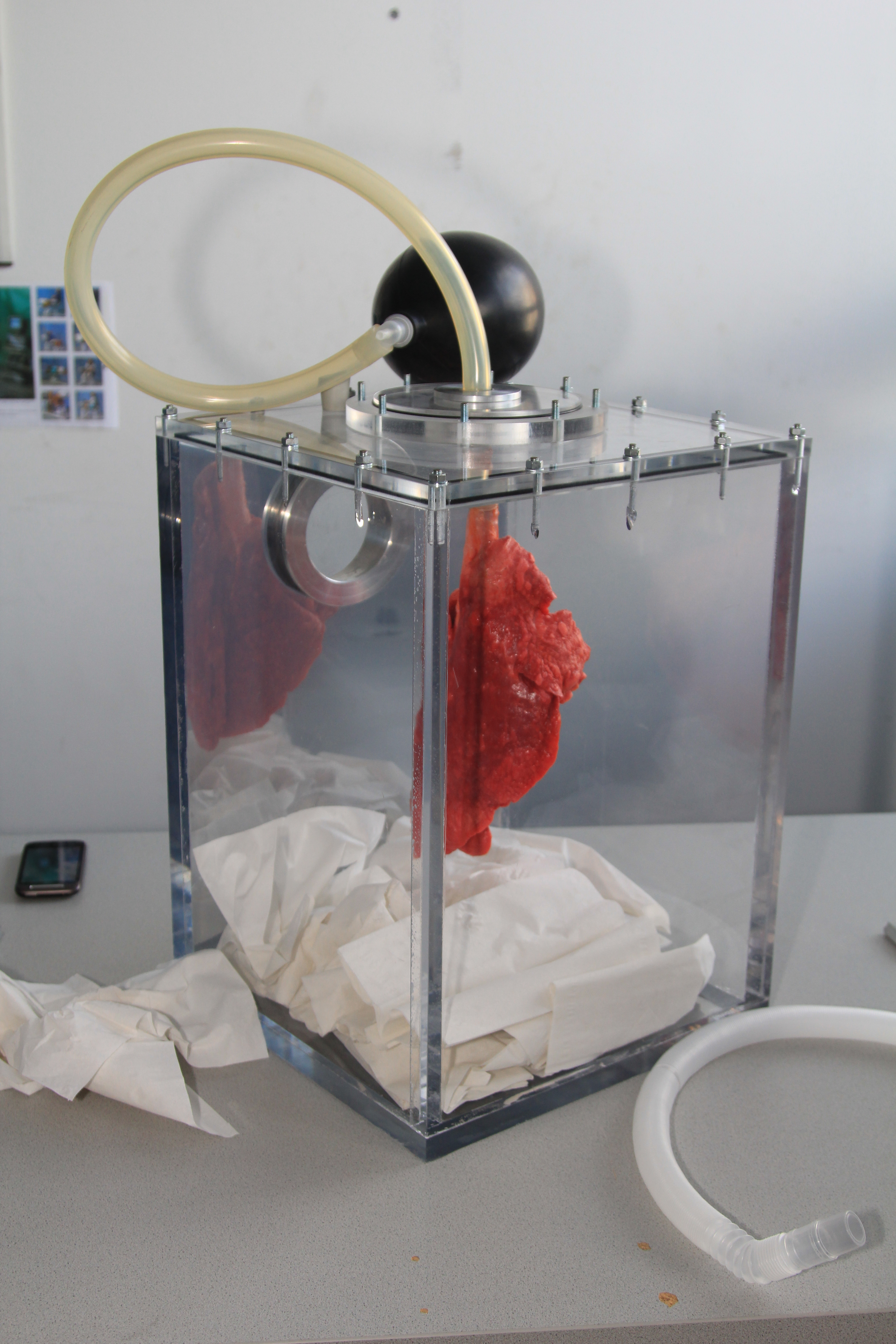 Thoracic Chamber